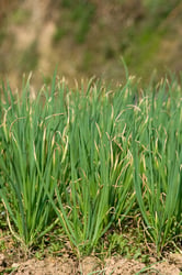 Photo 2 of Allium cepa