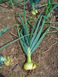 Photo 3 of Allium cepa