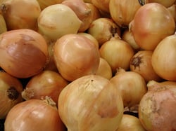 Photo 4 of Allium cepa