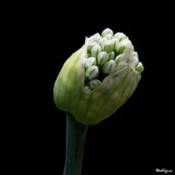 Photo 7 of Allium cepa