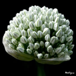 Photo 6 of Allium cepa