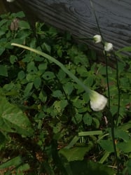 Photo 7 of Allium sativum