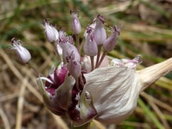 Photo 4 of Allium sativum