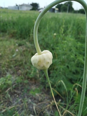 Cover image for Allium sativum.