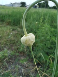 Photo 1 of Allium sativum