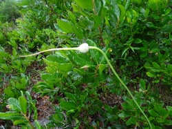 Photo 3 of Allium sativum