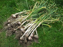 Photo 5 of Allium sativum