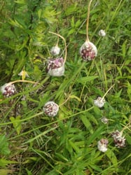 Photo 2 of Allium sativum