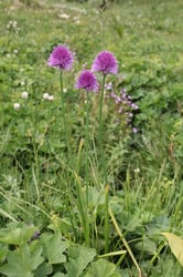 Photo 6 of Allium schoenoprasum