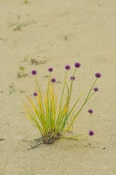 Photo 7 of Allium schoenoprasum