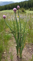 Photo 8 of Allium schoenoprasum