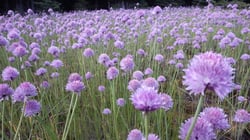 Photo 4 of Allium schoenoprasum