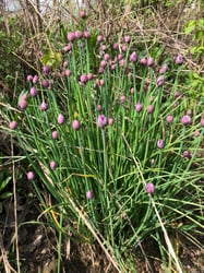 Photo 2 of Allium schoenoprasum