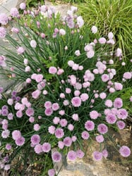 Photo 3 of Allium schoenoprasum