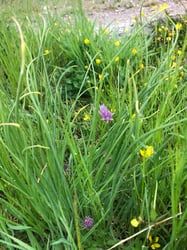Photo 5 of Allium schoenoprasum