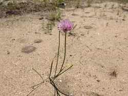 Photo 9 of Allium schoenoprasum