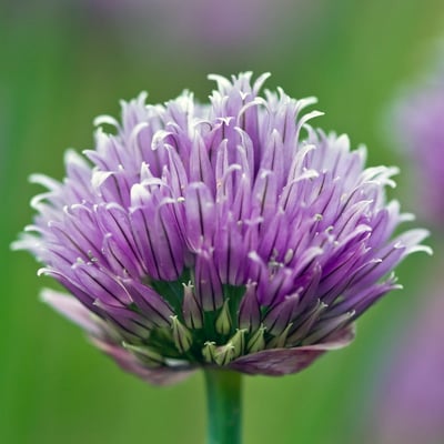 Cover image for Allium schoenoprasum.
