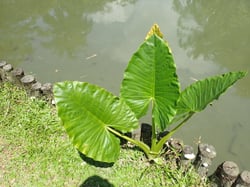 Photo 6 of Alocasia spp.