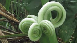 Photo 2 of Alocasia spp.