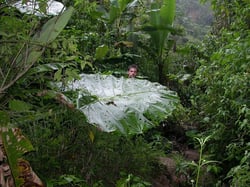 Photo 3 of Alocasia spp.
