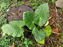 Photo 8 of Alocasia spp.