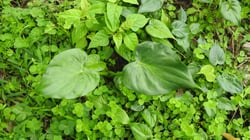 Photo 7 of Alocasia spp.