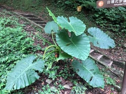 Photo 9 of Alocasia spp.