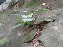 Photo 4 of Alocasia spp.