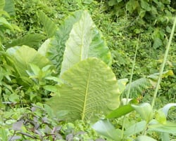 Photo 5 of Alocasia spp.