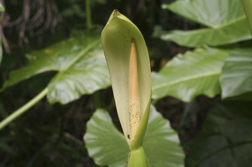 Photo 1 of Alocasia spp.