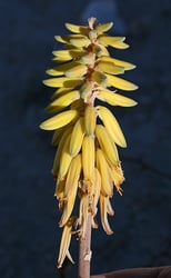 Photo 15 of Aloe vera