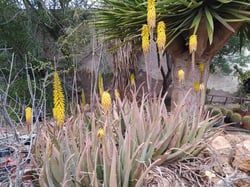 Photo 10 of Aloe vera
