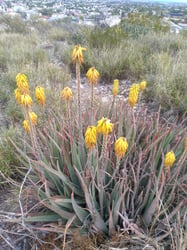 Photo 7 of Aloe vera