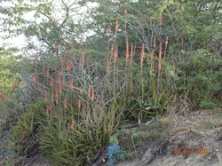 Photo 2 of Aloe vera