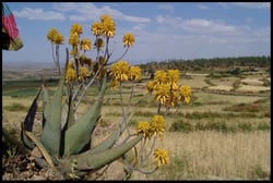 Photo 3 of Aloe vera