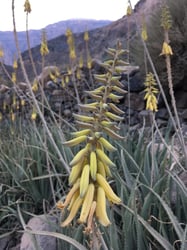 Photo 5 of Aloe vera