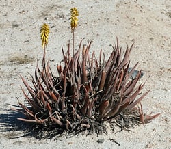 Photo 8 of Aloe vera