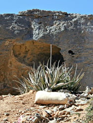 Photo 4 of Aloe vera