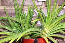 Photo 9 of Aloe vera