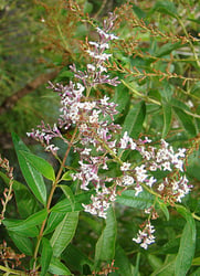 Photo 3 of Aloysia triphylla