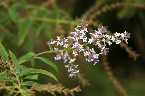 Photo 1 of Aloysia triphylla