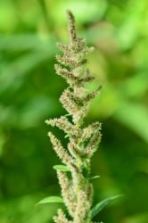 Photo 6 of Amaranthus spp.