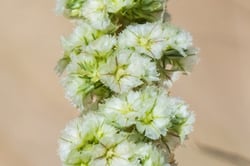 Photo 9 of Amaranthus spp.
