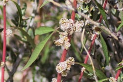 Photo 8 of Amaranthus spp.