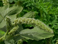 Photo 7 of Amaranthus spp.