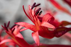 Photo 8 of Amaryllis spp.