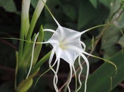 Photo 7 of Amaryllis spp.