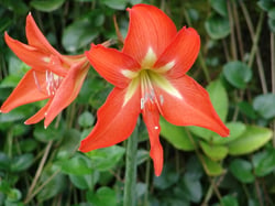 Photo 5 of Amaryllis spp.