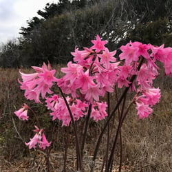 Photo 9 of Amaryllis spp.
