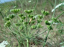 Photo 4 of Ammi majus